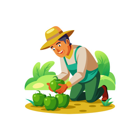 Gardener harvesting green bell peppers in his garden patchのイラスト素材