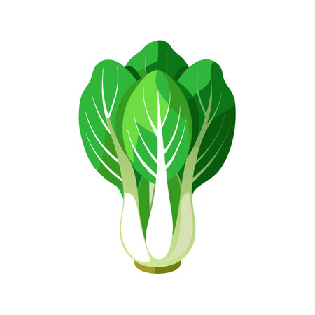 Bok choy, chinese cabbage, fresh vegetable vector Illustrationのイラスト素材