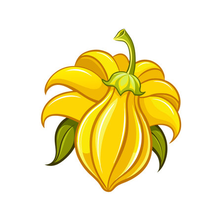 Whole and half of pumpkin. Vector illustration on white background.のイラスト素材