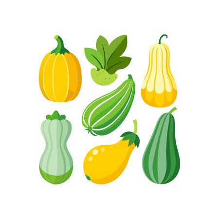 Zucchini and squash set. Vector illustration isolated on white background.のイラスト素材