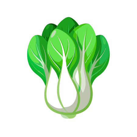 Bok choy, chinese cabbage, fresh vegetable vector Illustrationのイラスト素材