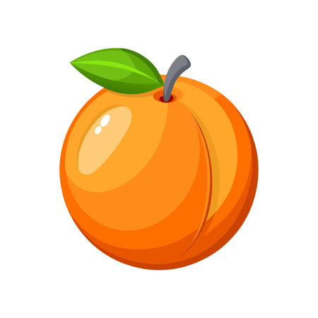 Apricot fruit icon. Cartoon illustration of apricot fruit vector icon for web designのイラスト素材