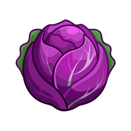 Purple cabbage isolated on white background. Cabbage icon. Vector illustrationのイラスト素材