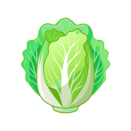 Cabbage icon. Cartoon illustration of cabbage vector icon for web designのイラスト素材