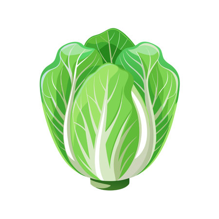 Chinese cabbage isolated on white background. Vector illustration in cartoon style.のイラスト素材