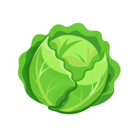 Cabbage icon. Cartoon illustration of cabbage vector icon for web designのイラスト素材