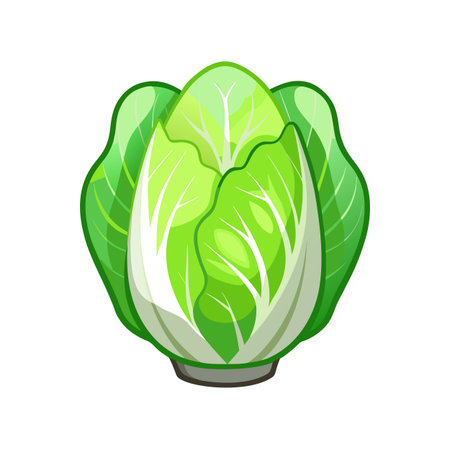 Green chinese cabbage icon. Cartoon of green chinese cabbage vector icon for web designのイラスト素材