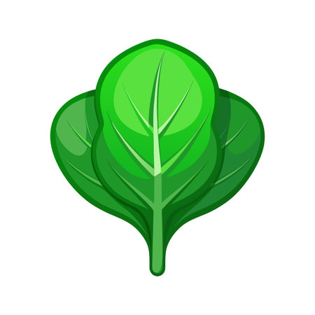 Lettuce leaf icon. Cartoon illustration of lettuce leaf vector icon for web designのイラスト素材