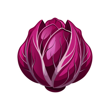 Purple cabbage. Vector illustration isolated on white background. Graphic concept for your designのイラスト素材