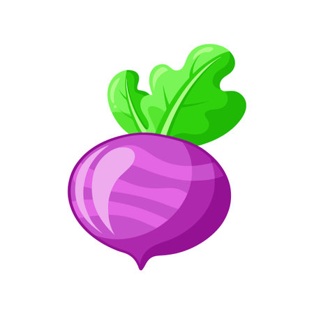 Beetroot vector icon. Cartoon illustration of beetroot vector icon for web designのイラスト素材