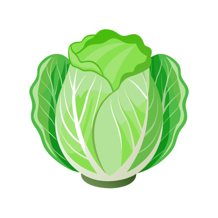 Cabbage icon. Cartoon illustration of cabbage vector icon for web designのイラスト素材