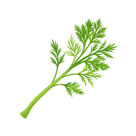 Fresh green dill isolated on a white background. Vector illustration.のイラスト素材