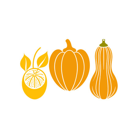 Pumpkin, squash and squash icon. Vegetable vector illustration.のイラスト素材