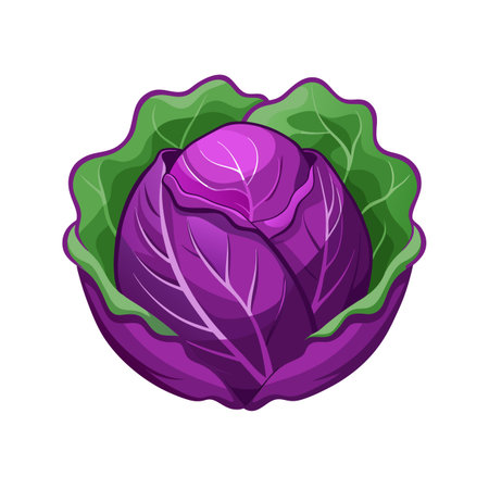 Purple cabbage isolated on white background. Vector illustration in cartoon style.のイラスト素材