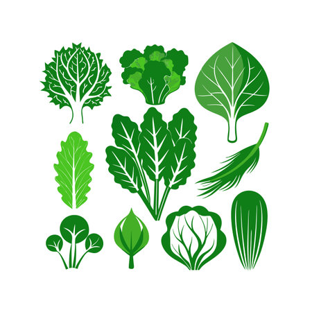 Set of green lettuce, spinach, chard, bok choy, arugula, spinach. Vector illustrationのイラスト素材