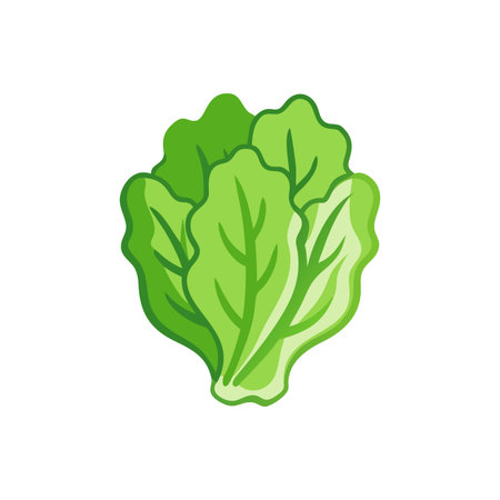 Vibrant Lettuce Fresh Vegetable Illustrationのイラスト素材