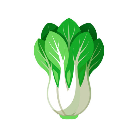 Bok choy, bok choy, chinese cabbage vector Illustrationのイラスト素材