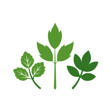 Vector illustration of parsley icon on white background for graphic and web design.のイラスト素材