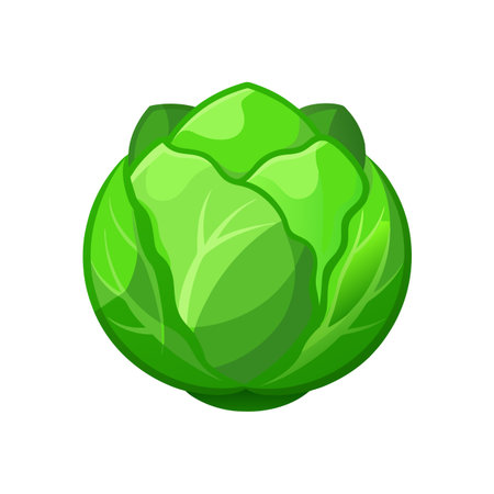 Cabbage icon. Cartoon illustration of cabbage vector icon for web designのイラスト素材