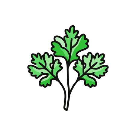 Parsley icon on white background. Vector illustration of parsley.のイラスト素材