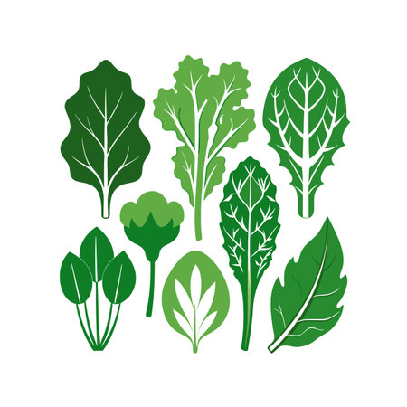 Set of green leaves of lettuce, spinach, chard. Vector illustrationのイラスト素材
