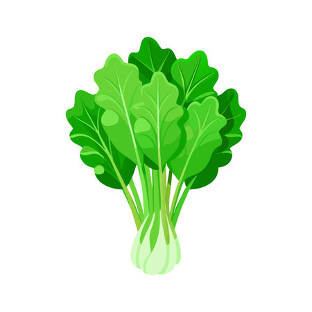 Bok choy fresh vegetable vector Illustration isolated on a white background.のイラスト素材