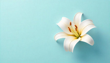 Elegant white lily on pastel blue background with copy spaceの写真素材