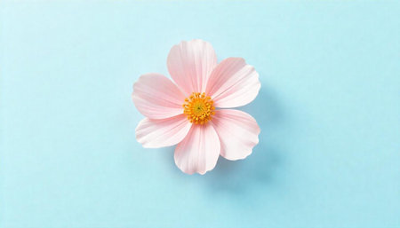 Minimalist pink flower centered on pastel blue background