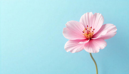 Single pink cosmos flower against light blue background image