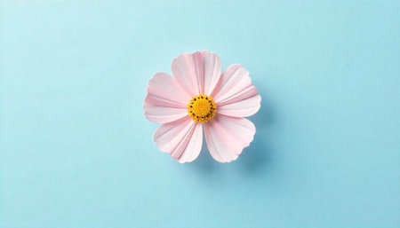 Delicate Pink Cosmos Flower Isolated on a Light Blue Background