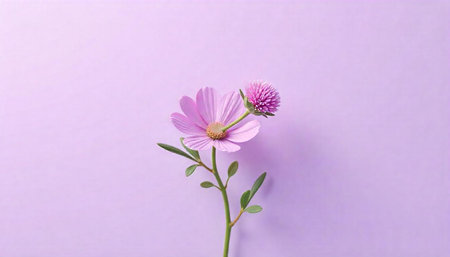 Delicate pink flower blossom against a lavender backgroundの写真素材