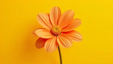 Single vibrant orange flower against a bright yellow background