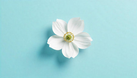 White flower anemone against soft light blue background studio