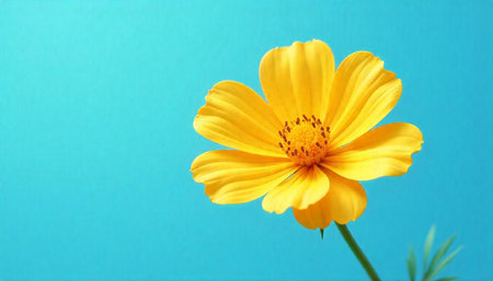 Bright yellow cosmos flower against a clean blue background