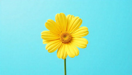 Radiant yellow gerbera daisy on light blue background