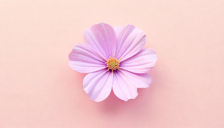 Single pink flower on a light pink background