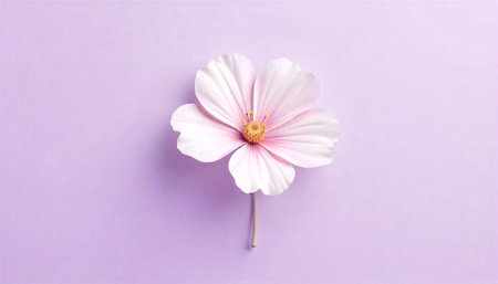 Isolated single pale pink flower with stem on purple