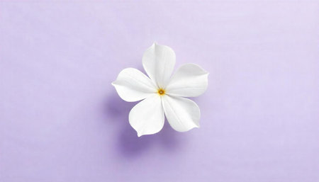 White flower with five petals isolated on purple background