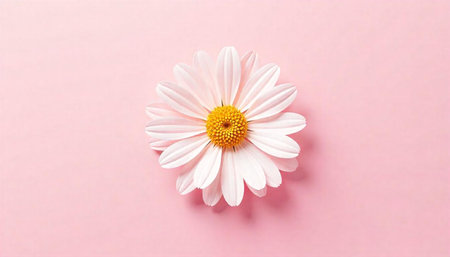 Delicate pink daisy flower on pastel pink background studioの写真素材