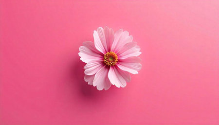 Pale pink flower on monochromatic pink background, centered composition