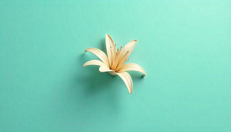 Elegant lily flower on a simple light turquoise background