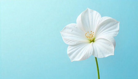 Elegant white flower bloom against a soft blue backdropの写真素材