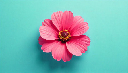 Vibrant pink flower blossom on a blue pastel backgroundの写真素材