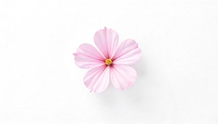 Delicate pink cosmos flower on a bright white background