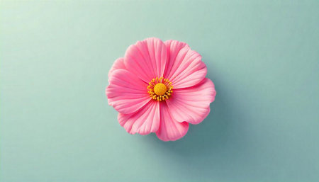 Pink cosmos flower with yellow center on light blue