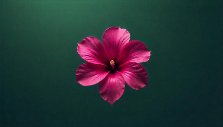 Isolated pink hibiscus flower on a dark green background