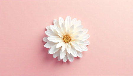 White dahlia on pink background, simple floral composition