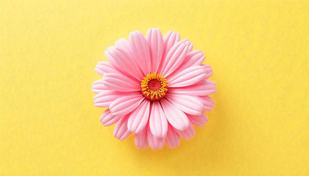 Pink gerbera daisy on a bright yellow background
