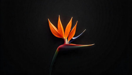 Single Bird of Paradise flower on a black background