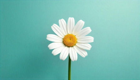 Minimalist daisy flower on light blue backdrop close up
